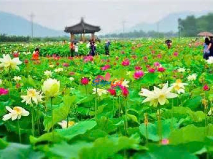 HÀNH TRÌNH TRÊN ĐẤT PHÙ SA - ĐỒNG THÁP 2 NGÀY 1 ĐÊM