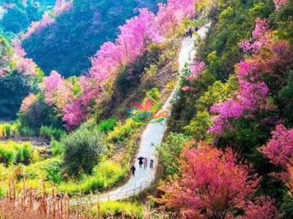 Tây Bắc Mùa Lúa Chín - Nghĩa Lộ - Mù Cang Chải - Sapa - Fansipan - Lai Châu - Điện Biên - Mộc Châu